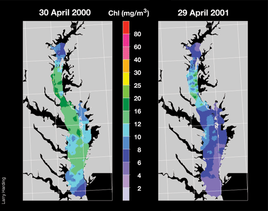 color-coded charts of algal concentrations for 4/30/2000 and 4/29/2001.  The algal concentration thoughout the Bay is twice the amount in 2000 than in 2001.