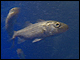 Striped bass grown in an aquaculture tank