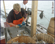 Ryan Ford culls crabs - by Skip Brown