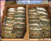 soft crabs in a tray - by Skip Brown