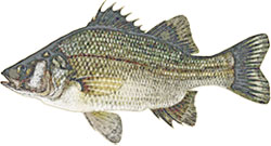 Sketch of white perch - drawing by Diane Rome Peebles