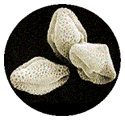 willow pollen - exterior similar to rough coral