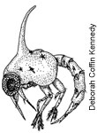 crab zoea sketch by Deborah Coffin Kennedy